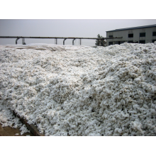 黄梅县高华棉业有限责任公司-籽棉